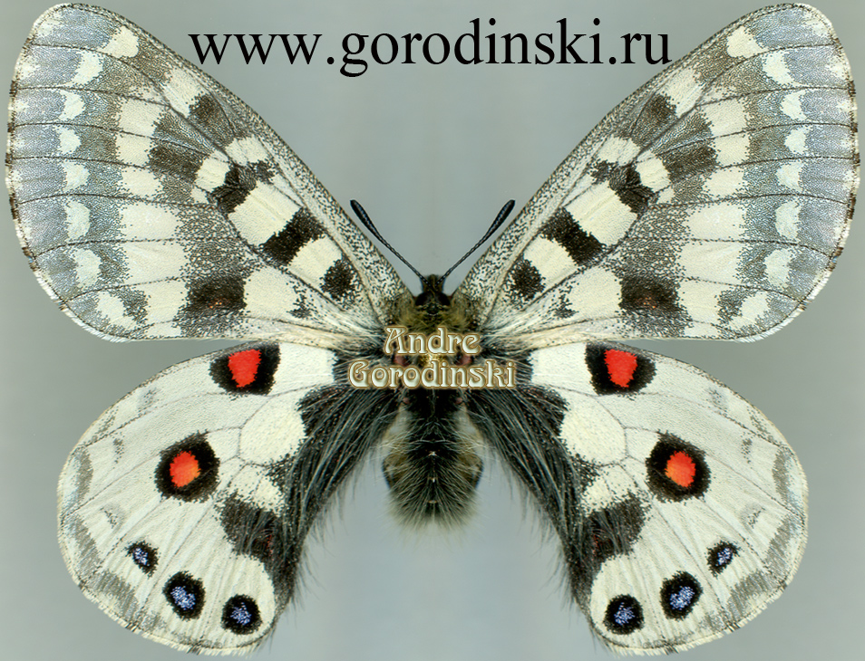 http://www.gorodinski.ru/papilionidae/Parnassius orleans orleans.jpg